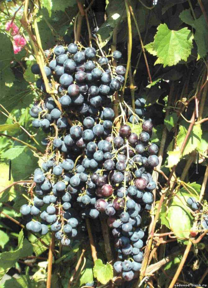 Виноград загадка шарова: описание сорта, фото и отзывы