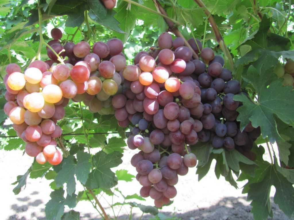 Сорт винограда низина: описание, фото