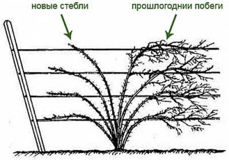 Садовая ежевика – посадка и уход в открытом грунте, условия выращивания ежевики в саду, обрезка и подвязка | мир садоводства