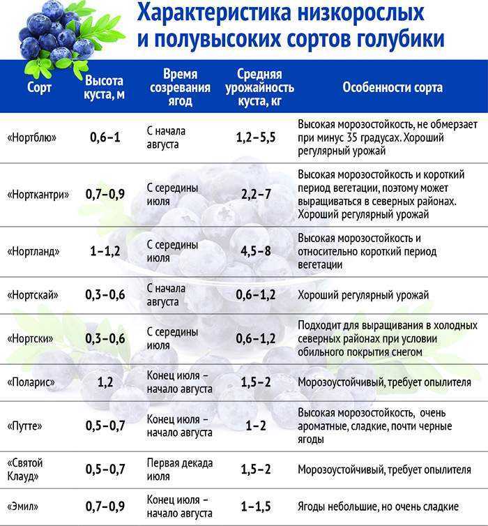 Голубика: посадка и уход в подмосковье, особенности выращивания - sadovnikam.ru