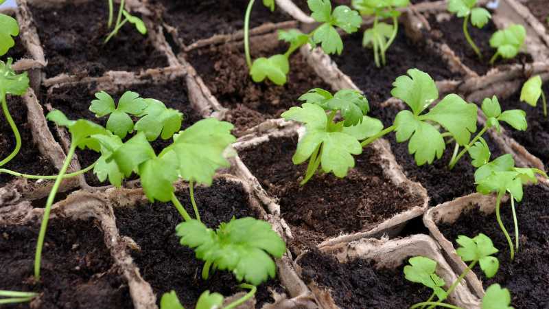 Сельдерей: выращивание из семян, посадка и уход в открытом грунте, фото