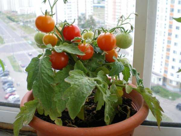 Огород на подоконнике: как вырастить, что посадить