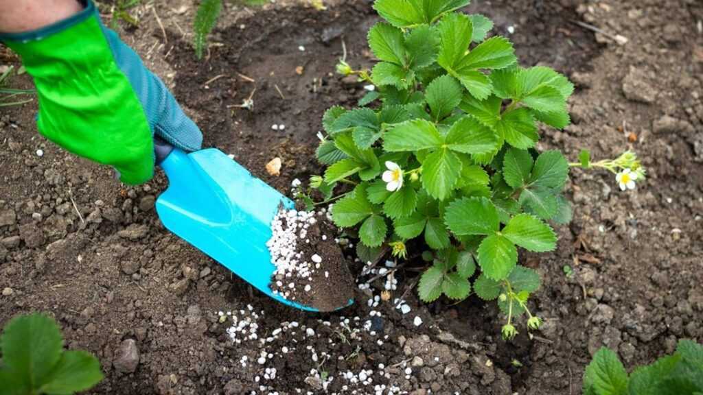 Важная подкормка клубники весной, которая удвоит урожай - сроки и технология внесения удобрений и народных средств под садовую землянику