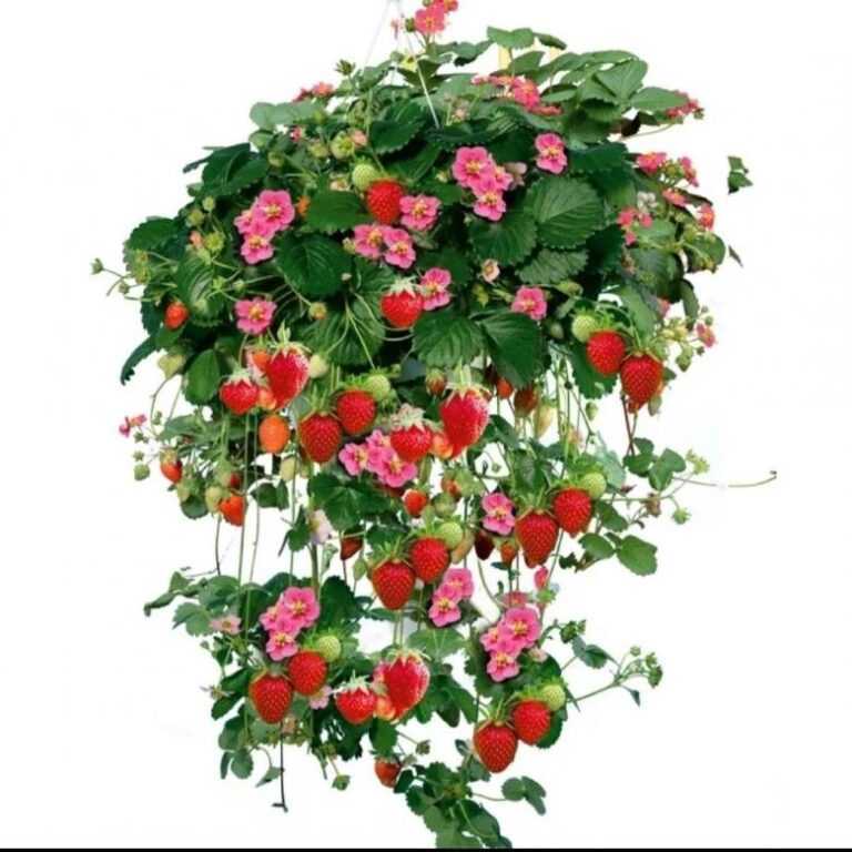 Ампельная клубника с розовыми цветами уход и выращивание, фото
