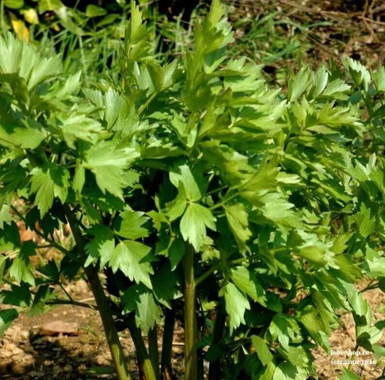 Сельдерей листовой многолетнее растение или нет