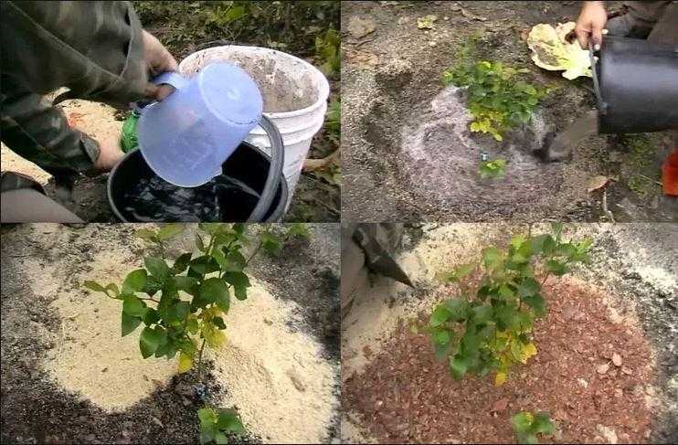Голубика садовая: как посадить растение на даче, как правильно поливать голубику и мульчировать землю, какие правила нужно соблюдать, чтобы кустарник рос здоровым.