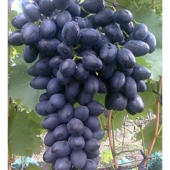 Урожайный виноград «надежда азос»
