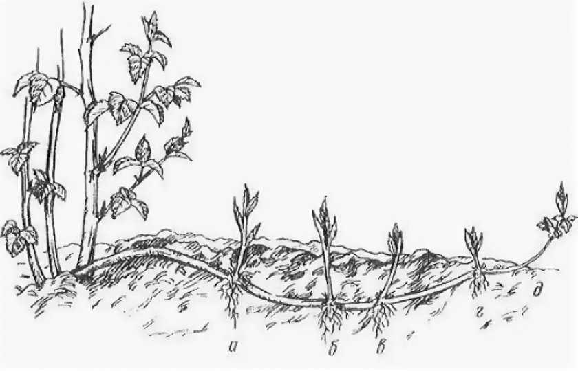 Садовая ежевика: посадка и уход, обрезка, вредители и болезни с фото, сорта с описанием