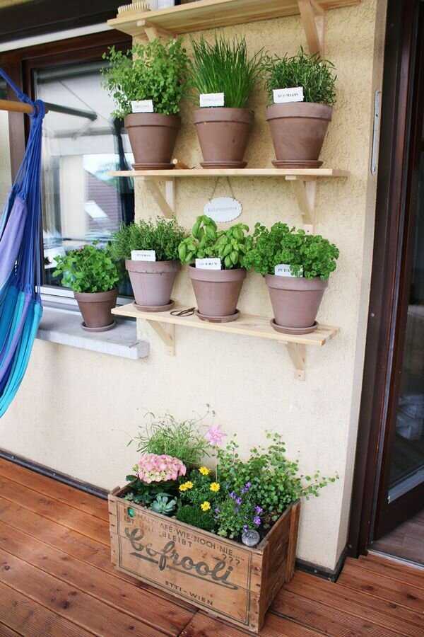 Выращивание клубники на балконе: это не трудно, секреты и особенности выращивания клубники на балконе