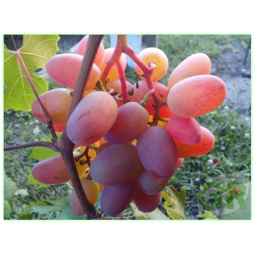 Характеристики и описание сорта винограда «преображение»