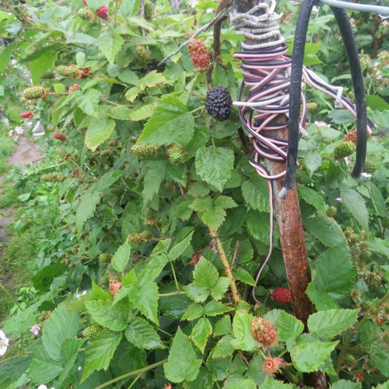 Садовая ежевика блэк сатин: рекордный урожай легко и просто