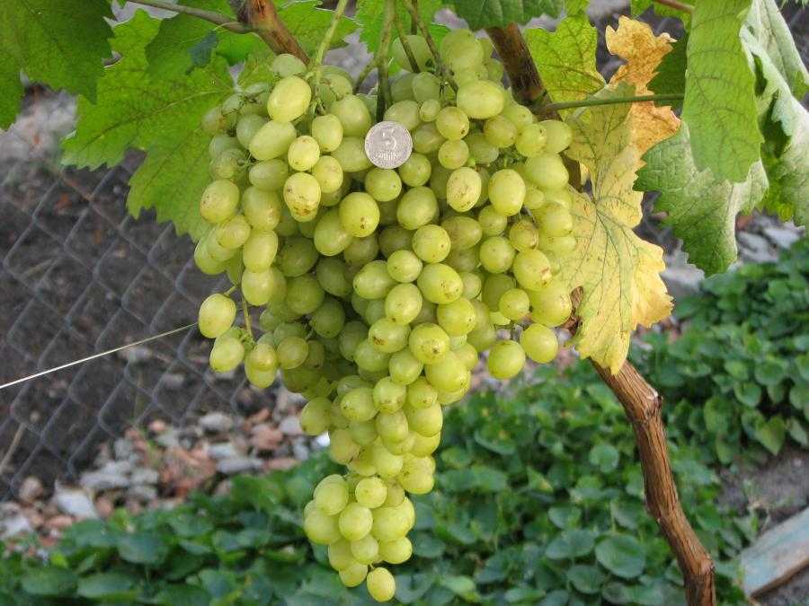 Виноград алешенькин дар (алеша, алешин, №328) описание сорта, уход и выращивание