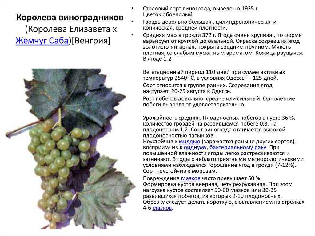 Виноград амурский прорыв: описание сорта, особенности выращивания и отзывы
