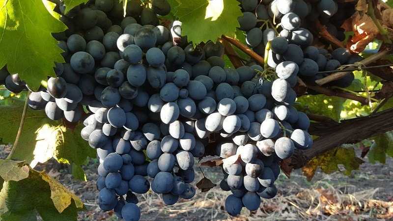 Виноград молдова – описание сорта, фото, отзывы опытных виноградарей