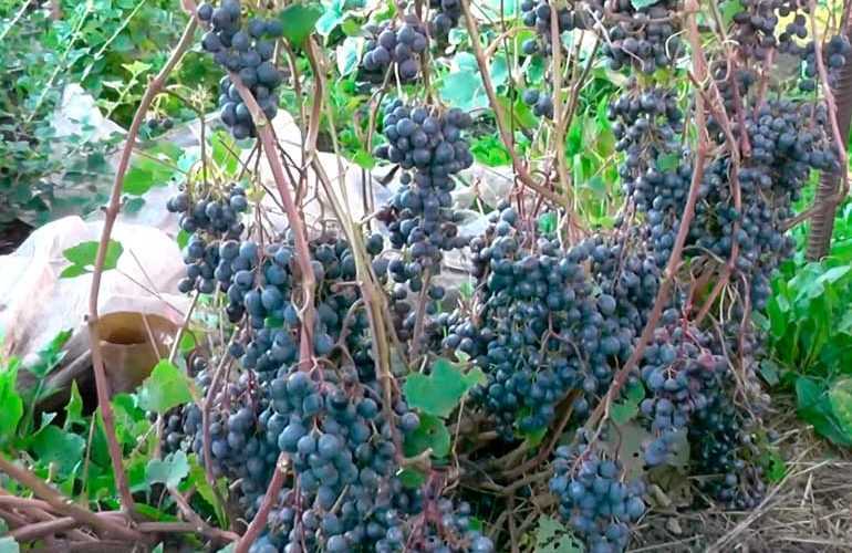 Виноград загадка шарова: описание сорта, посадка и уход