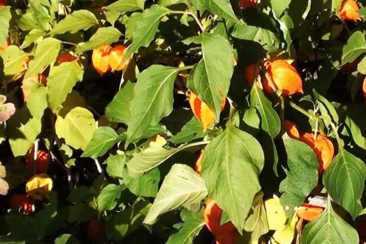 Выращивание алиссума (38 фото): посадка и уход за цветком в открытом грунте. как сажать семена в домашних условиях? можно ли сеять под зиму?