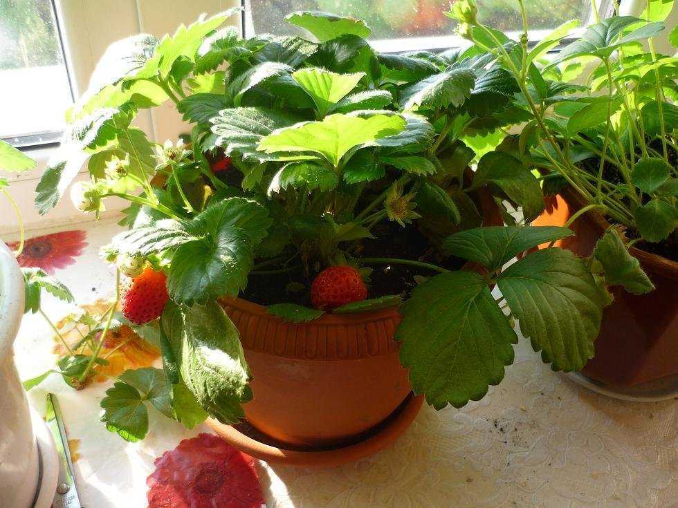 Выращивание клубники в домашних условиях, а также, какие сорта лучше выращивать на балконе с описанием, характеристикой и отзывами