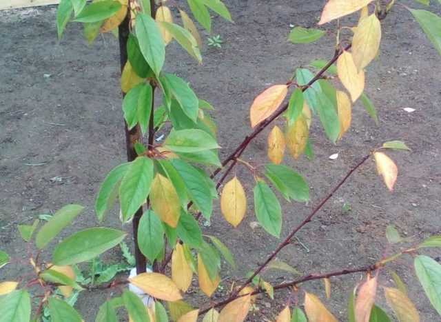 Листья вишни желтеют. Почему крона меняет цвет до наступления осени. По каким причинам может пожелтеть и опасть вишня, как бороться с проблемой.