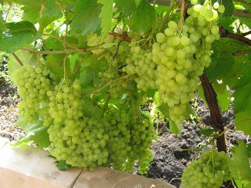 Виноград русбол улучшенный: описание сорта, фото