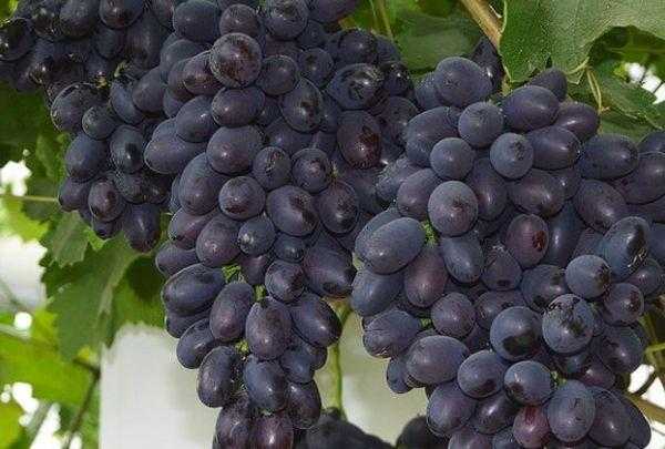 Сорт винограда саперави северный