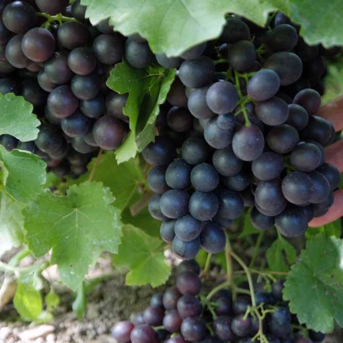 Сорт винограда альфа — надежный и проверенный временем
