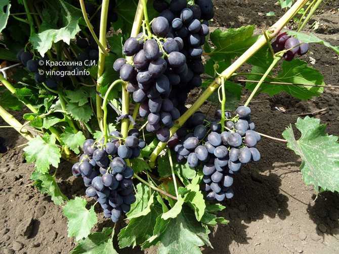 Виноград забава: описание сорта, отзывы, фото