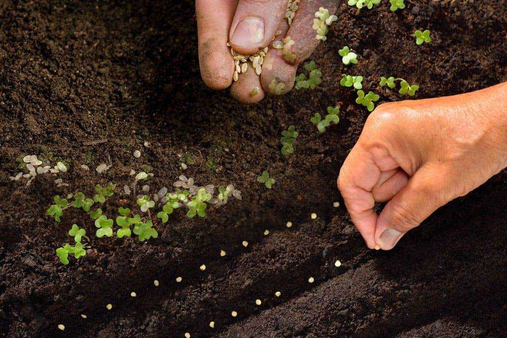 Нужно ли замачивать семена кориандра перед посадкой и как происходит их подготовка перед посевом кинзы, также в открытый грунт?