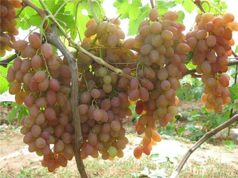 Подробное описание столового сорта винограда "румба"