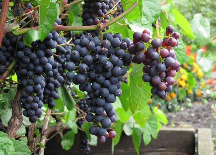Зимостойкий сорт винограда памяти домбковской