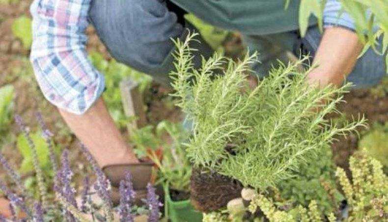 Розмарин: выращивание в открытом грунте в подмосковье, краснодаре, ленинградской области, как сажать на рассаду, вредители и заболевания