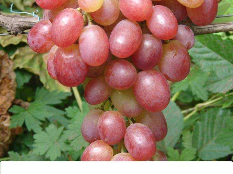 Виноград виктория, описание сорта: белая, розовая, румынская