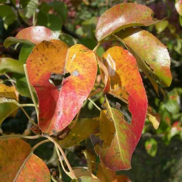 Как избежать пожелтения листьев у вишни?