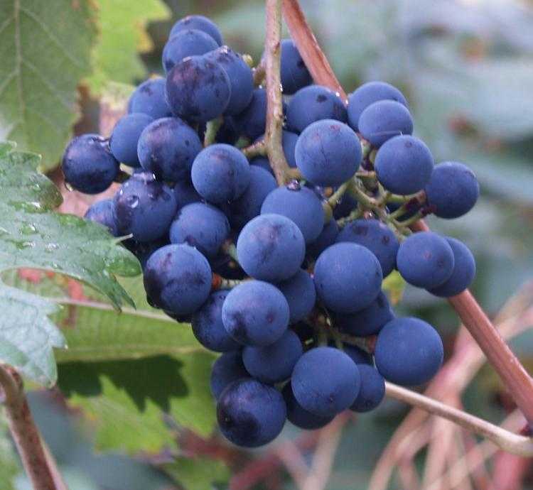 Виноград саперави северный: описание сорта, фото, отзывы