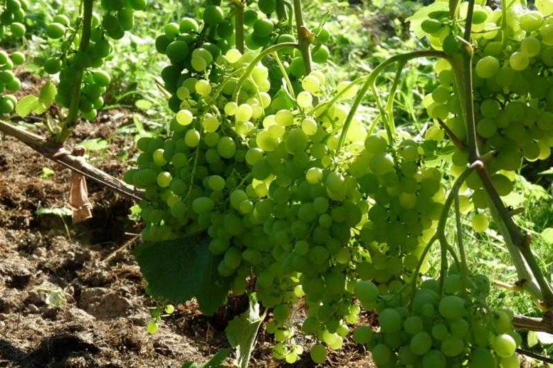 Неприхотливый и очень сладкий — виноград «алешенькин дар»