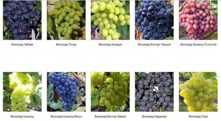 Сорт винограда «кубань»: описание и особенности выращивания