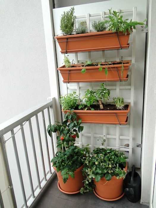 Балконный огород: как вырастить клубнику на балконе