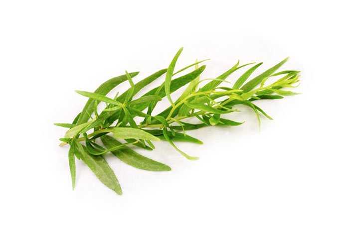 Трава с уникальным вкусом и ароматом — тархун: применение в медицине, для похудения и в кулинарии