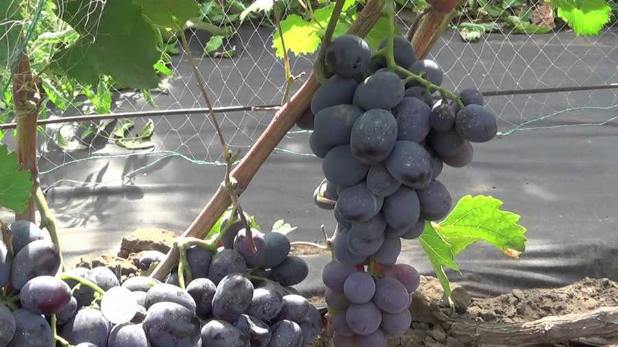 Виноград фуршетный описание особенностей ухода за сортом