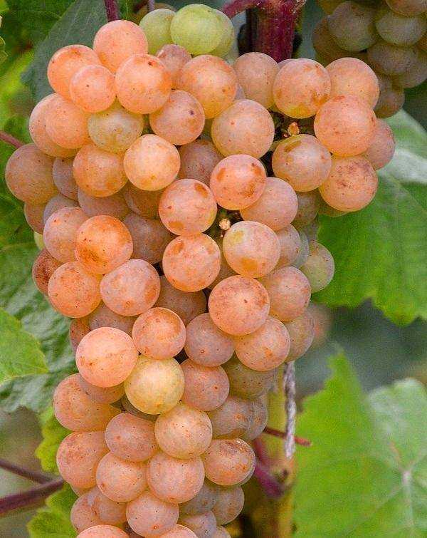 Виноград "платовский" характеристика сорта, описание особенностей выращивания и фото