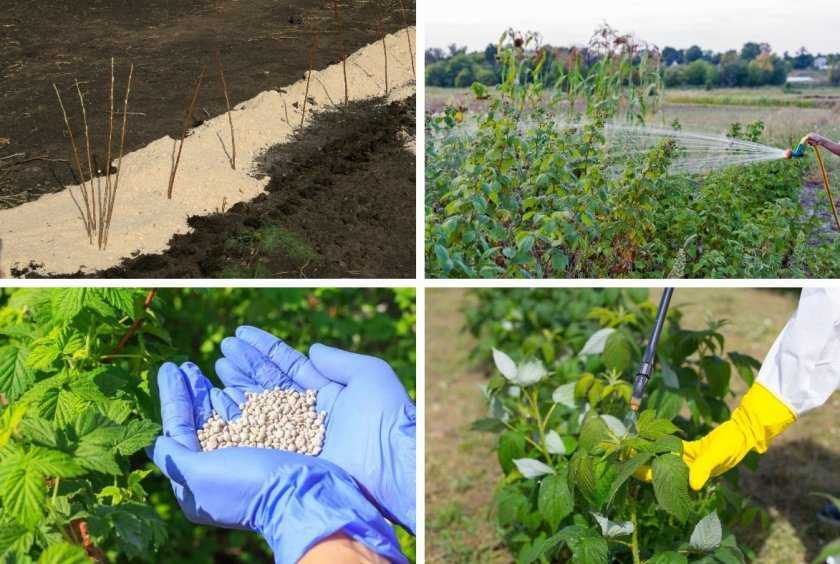 Подготовка малины осенью: как очистить малину от отходов, мульчирование почвы и пригибание стеблей.