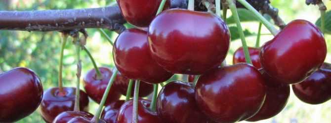 Сорт вишни харитоновская: фото и описание