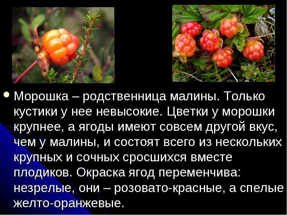 Морошка: полезные свойства и противопоказания, где растет в россии, когда собирать + фото