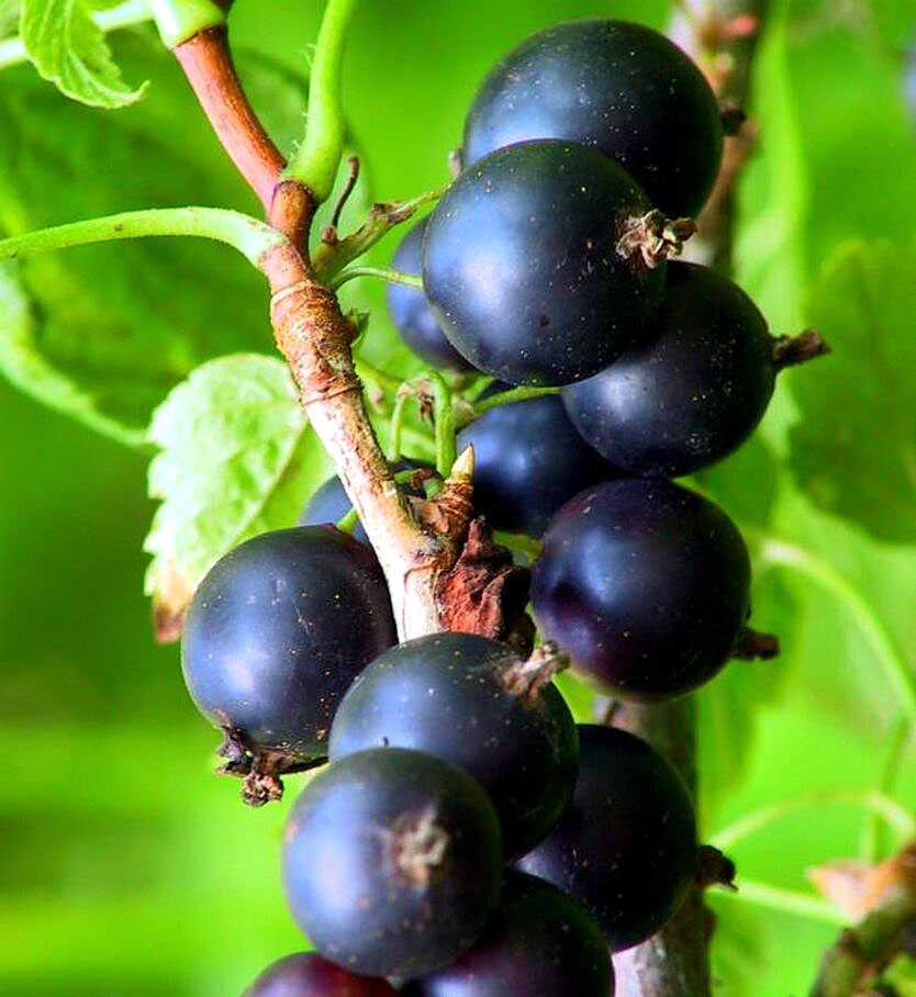 Чёрная смородина селеченская — крупноплодный сорт с отличным вкусом