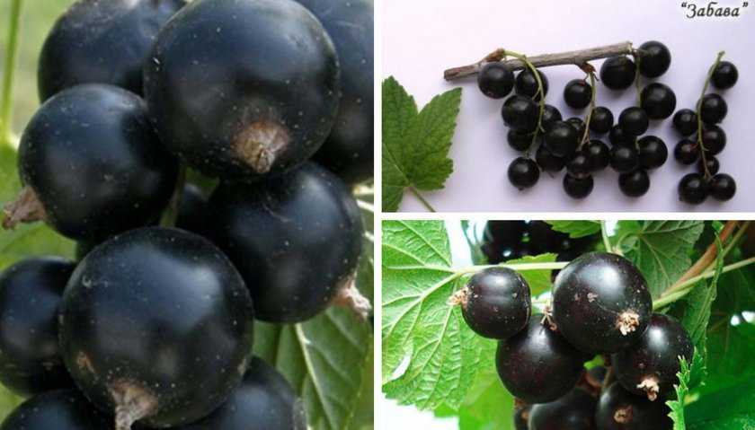 Самые лучшие сорта черной смородины: крупные, сладкие, ранние - описание, фото, отзывы