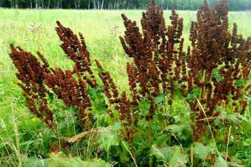 Польза и вред дикой армянской травы. лечебные свойства и противопоказания конского щавеля