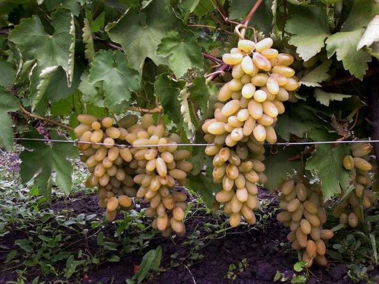 Виноград - тимур: описание сорта, фото, отзывы