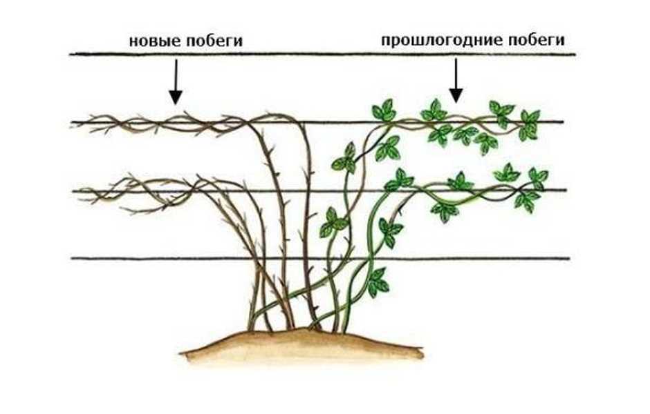 Ежевика торнфри: выращивание и уход, формирование куста у сорта