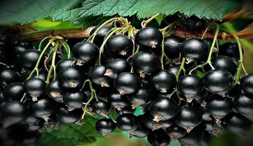 Вкусная и полезная черная смородина сорта «валовая»