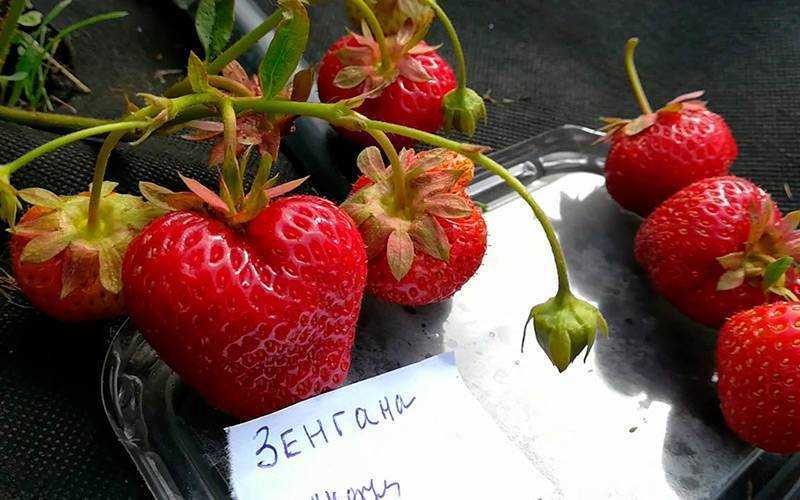 Суперклубника вивара входит в топ-5 по выносливости, урожайности и качеству плодов