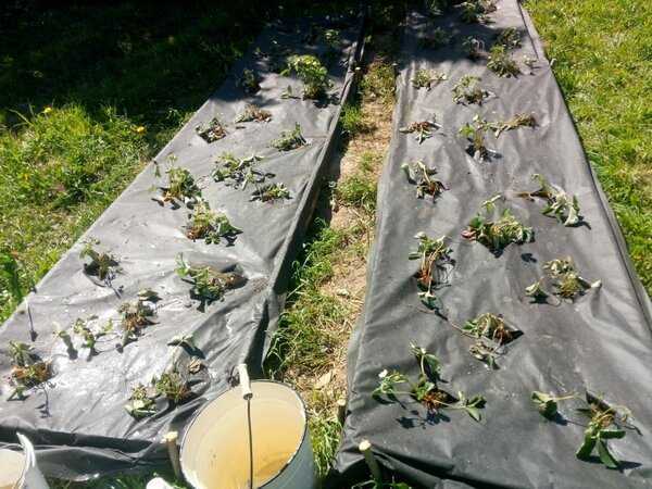 Как посадить клубнику под черный укрывной материал